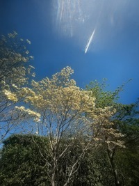 PXL_20260411_050721646~2