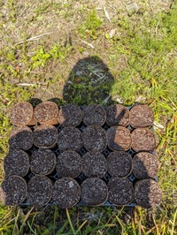 PXL_20240412_035532797