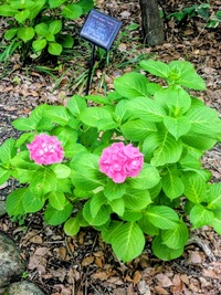 PXL_20260606_052313638~3