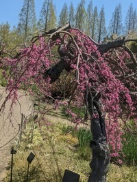 PXL_20260408_011102914~2