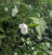 PXL_20260412_061114503