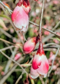 PXL_20260412_060624778~2