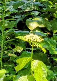 PXL_20260520_014227150~2