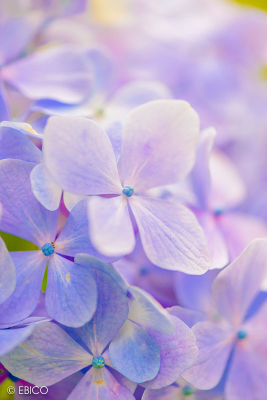上から見るか 下から見るか 紫陽花 癒しの動画作家 えびこのブログ