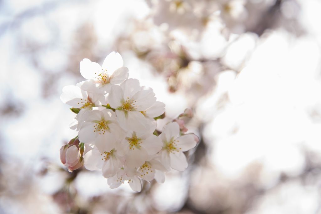 日暮里周辺 桜もひらひら花景色 テレビ編集マンの癒し系フォトグラファーえびこのブログ