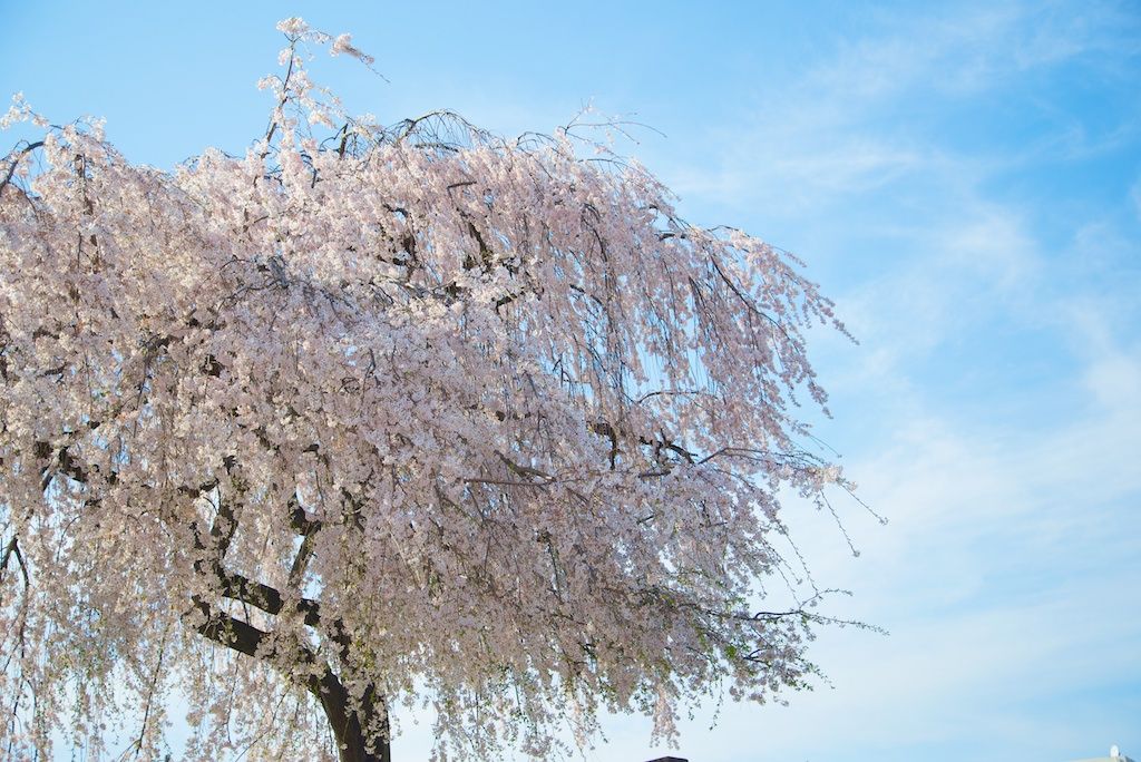 日暮里周辺 桜もひらひら花景色 テレビ編集マンの癒し系フォトグラファーえびこのブログ