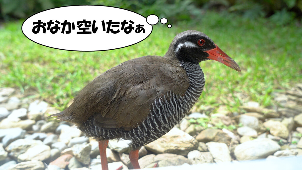 ヤンバルクイナのクー太くん ヤンバルクイナ生態展示学習施設 クイナの森 癒しの動画作家 えびこのブログ ヤンバルクイナのクー太くん ヤンバルクイナ生態展示学習施設 クイナの森 癒しの動画作家 えびこのブログ