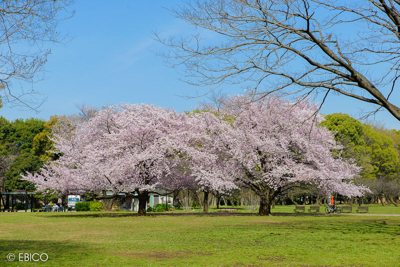 桜の森があるところ 世田谷 砧公園 癒しの動画作家 えびこのブログ