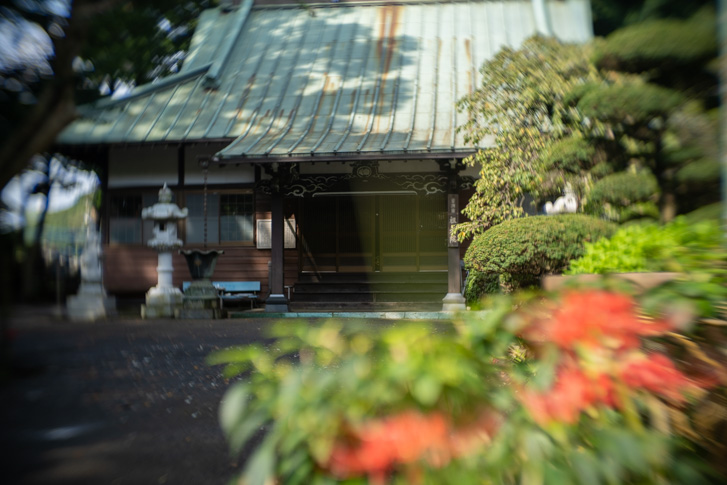 千葉県松戸市にある祖光院の彼岸花がもうすぐ満開！【２０２２年９月１９日撮影】
