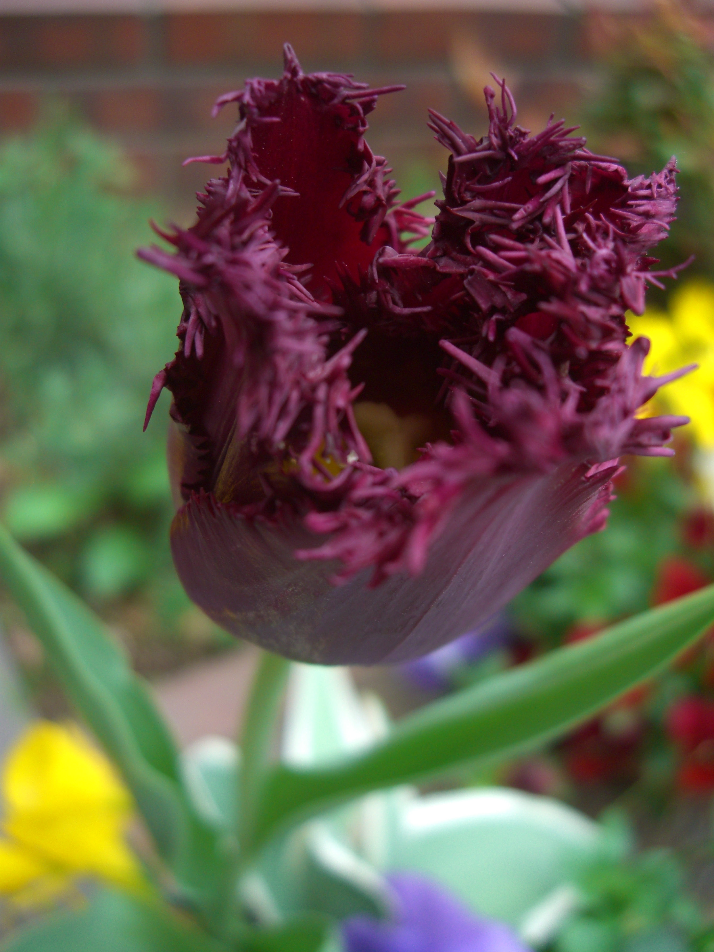 チューリップ 花びらに特徴 が開きました Ebisuchachaのブログ チューリップ 花びらに特徴 が開きました Ebisuchachaのブログ