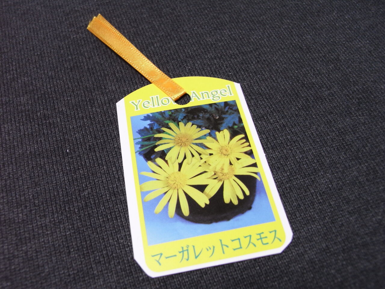 マーガレットコスモス イエローエンジェル Ebisuchachaのブログ マーガレットコスモス イエローエンジェル Ebisuchachaのブログ