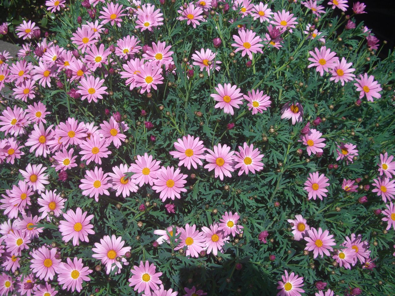 マーガレットの蕾 Ebisuchachaのブログ