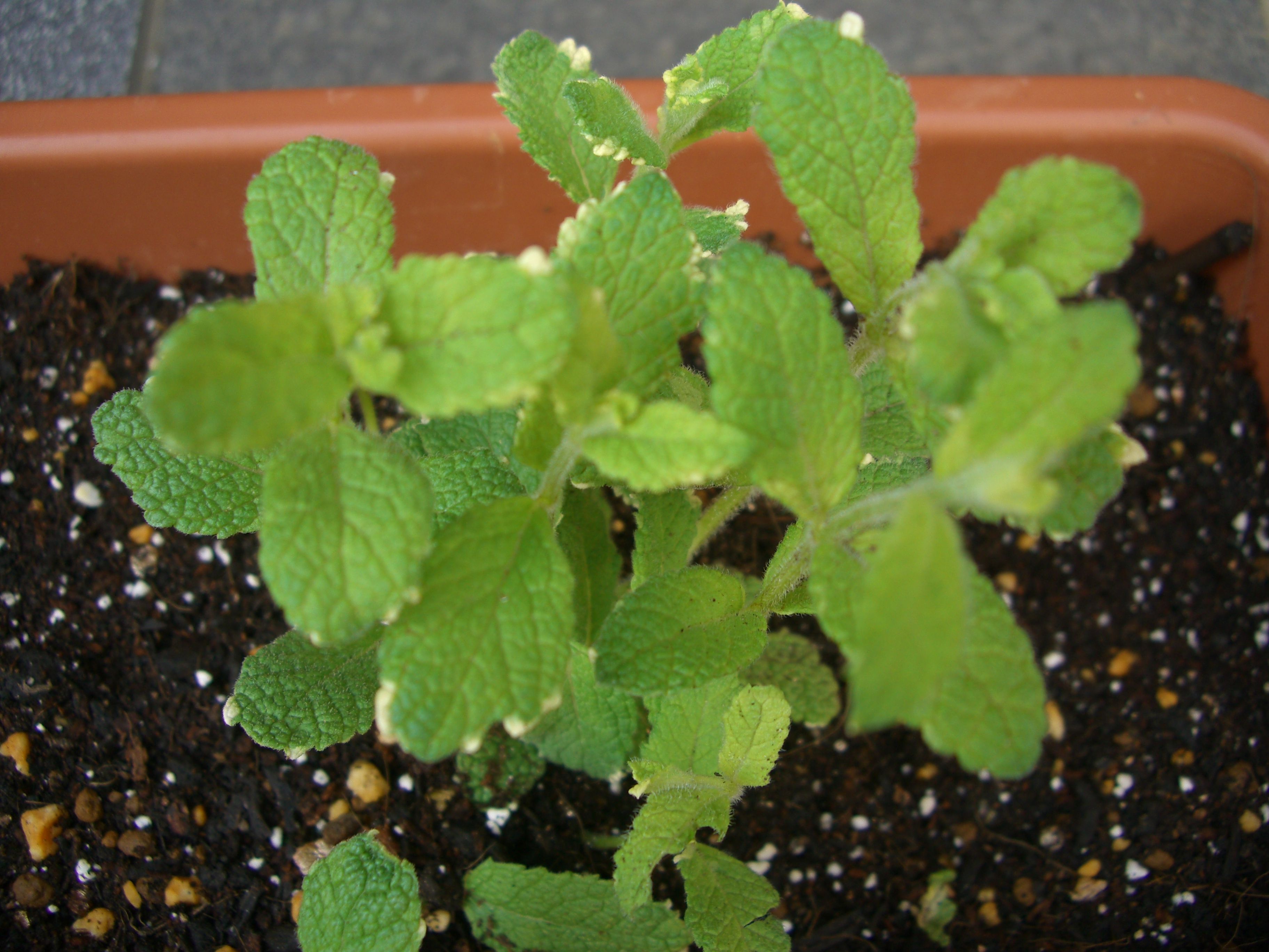 パイナップルミント アップルミント オーデコロンミント キャットミント Ebisuchachaのブログ