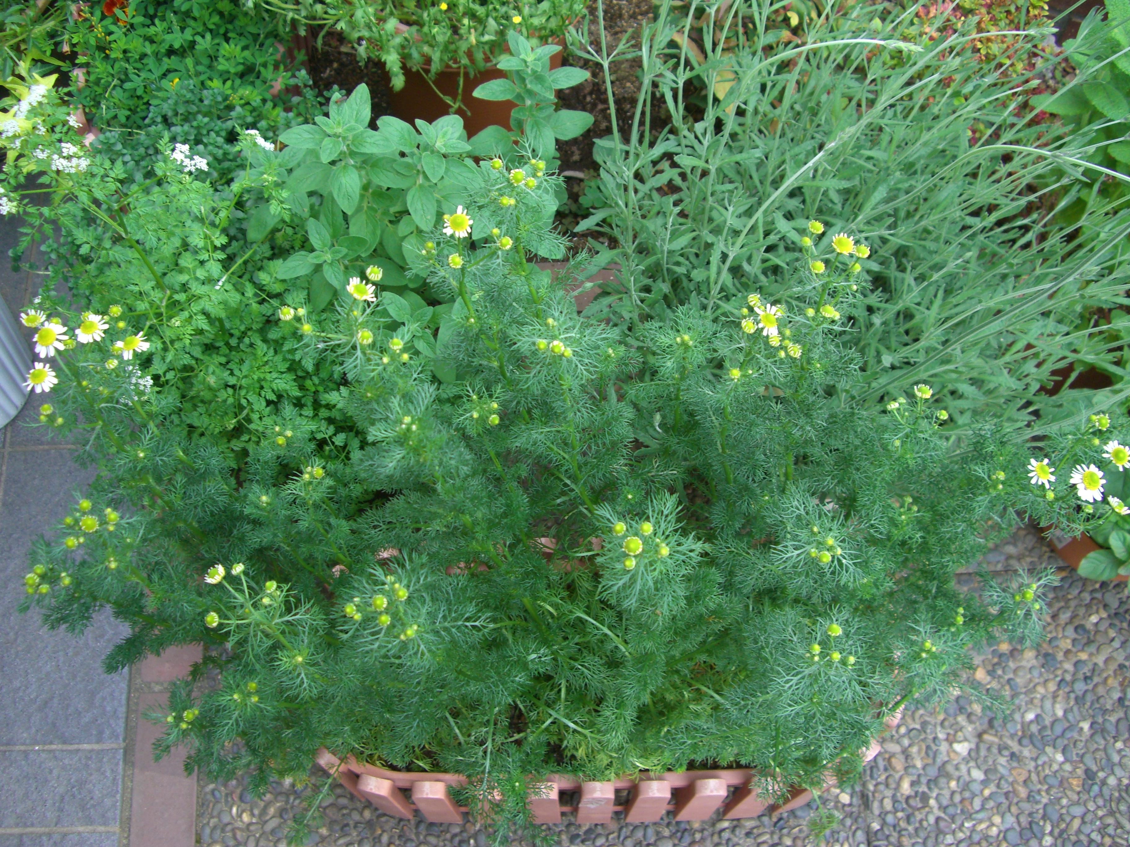 ジャーマンカモミールの花が咲き始めました Ebisuchachaのブログ