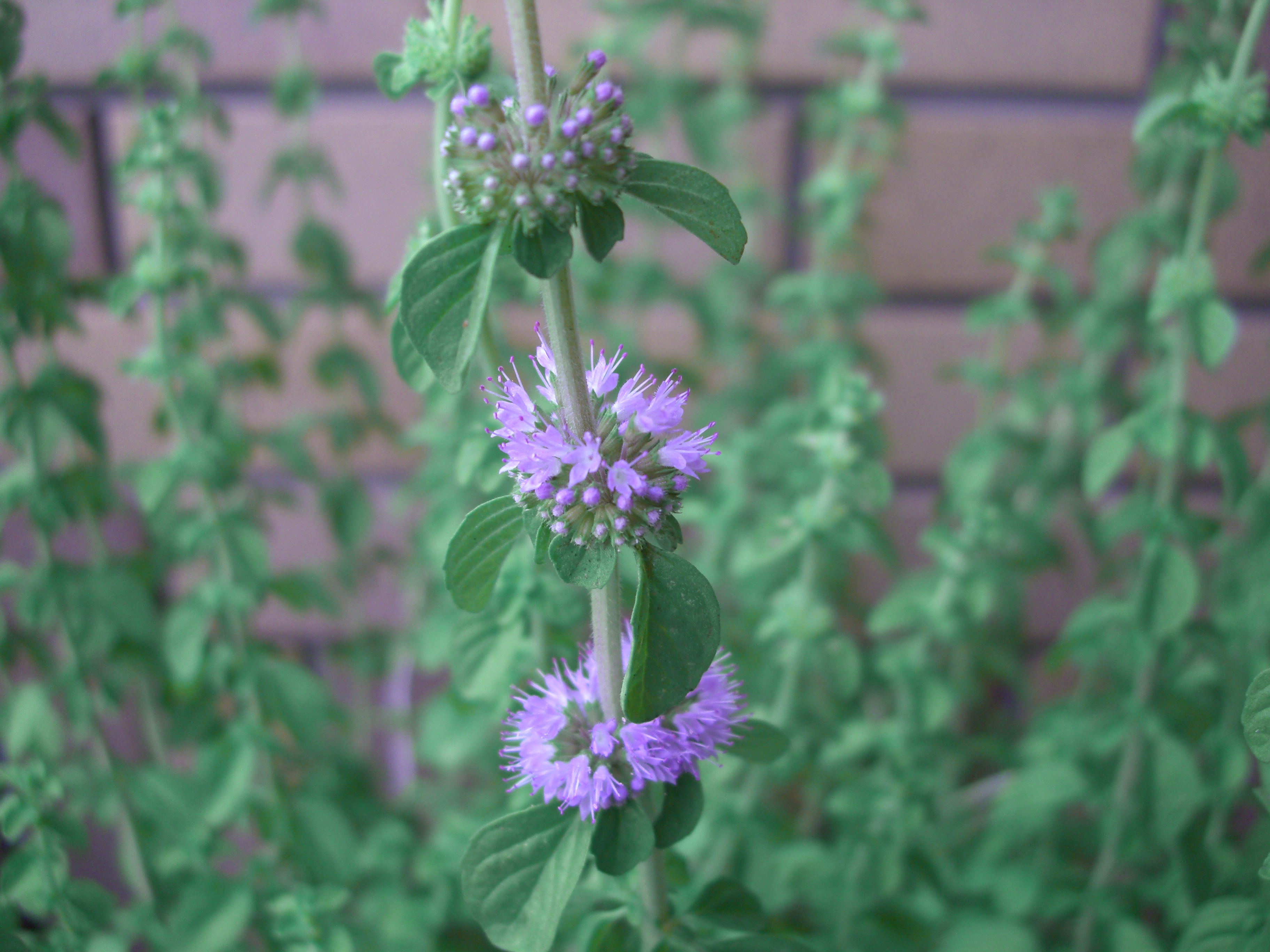 ペニーロイヤルミントの花が咲き始めました Ebisuchachaのブログ