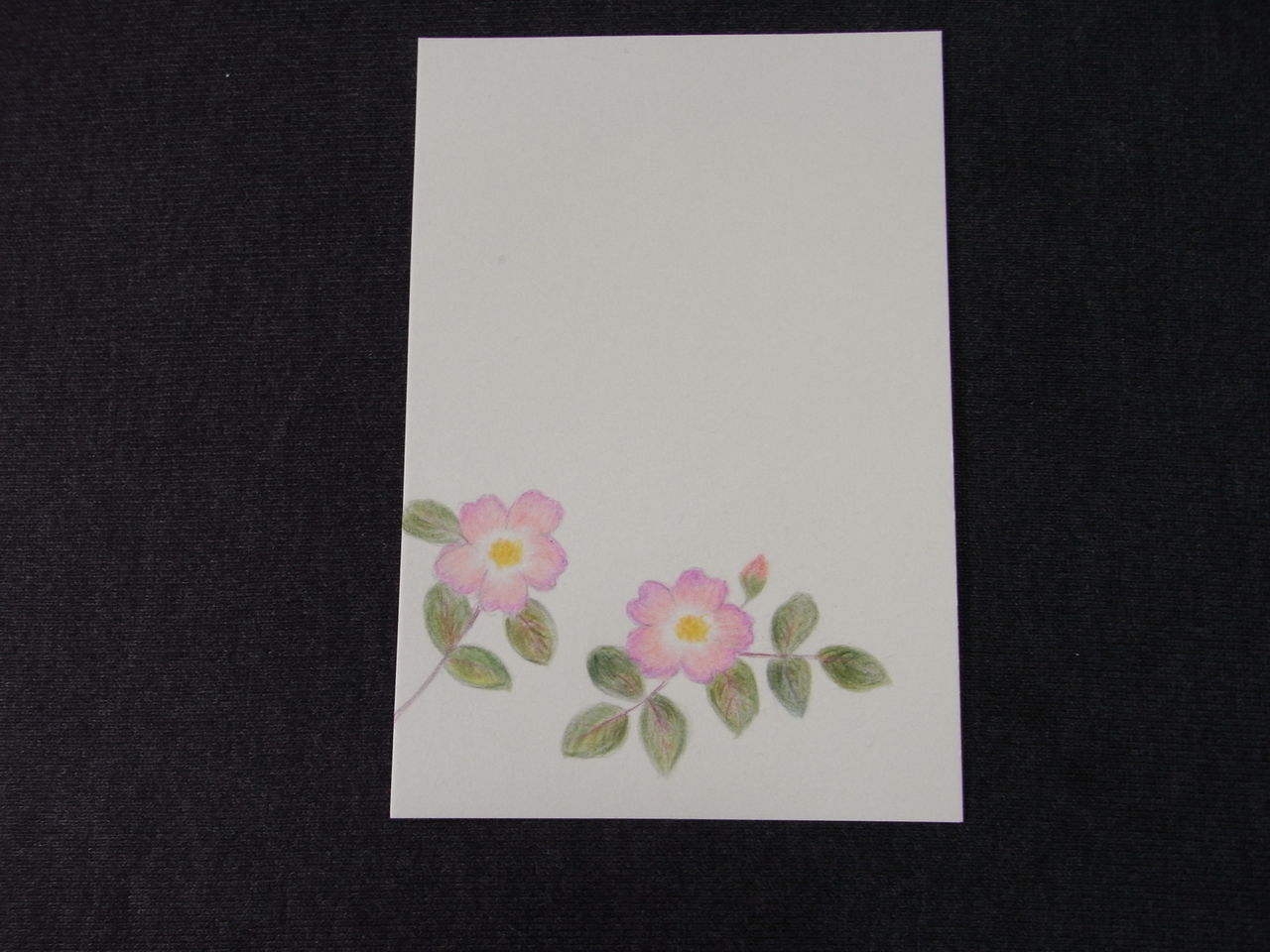 色鉛筆を楽しむ 野ばら Ebisuchachaのブログ