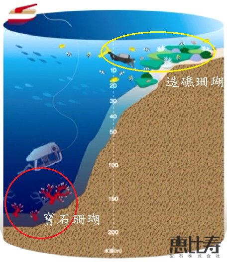 深海の精霊 赤珊瑚 恵比寿宝石株式会社