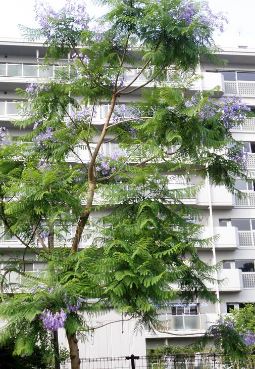 ジャカランダの花 恵比寿 代官山 中目黒 プラス 美人になるランチ