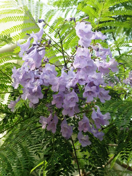 ジャカランダの花 恵比寿 代官山 中目黒 プラス 美人になるランチ
