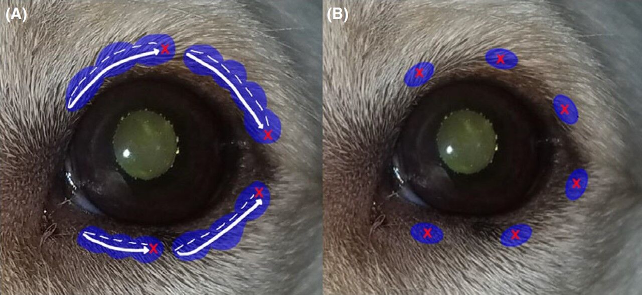 [文献：犬猫] 犬と猫の眼瞼内反症にヒアルロン酸皮下充填という選択肢（PMID 29520917） 動物医療ジェネラリストのぼっちジャーナルクラブ