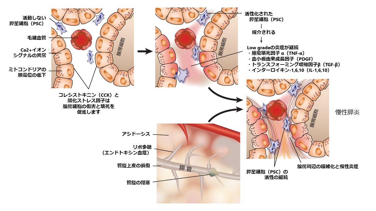 文献：猫] 猫の膵炎のコンセンサスステートメント その４：病態生理学 