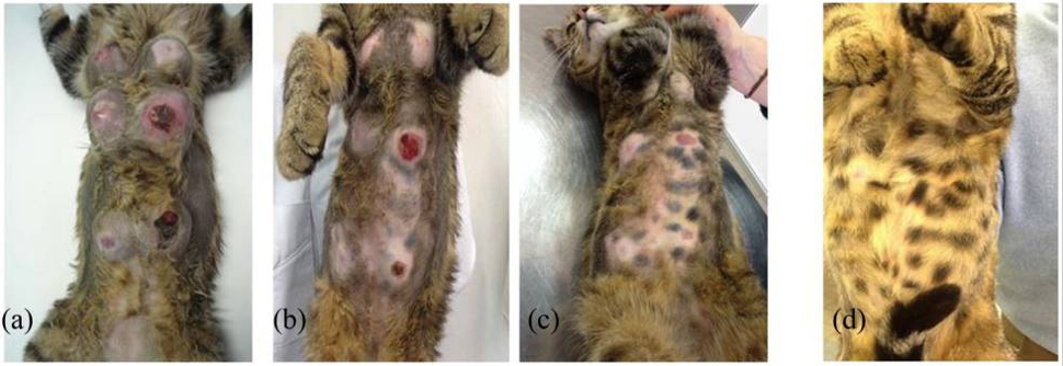 爆買いしたい 文献：猫] 珍しい、オス猫の乳腺線維腺腫様過形成のケース 健康・医学