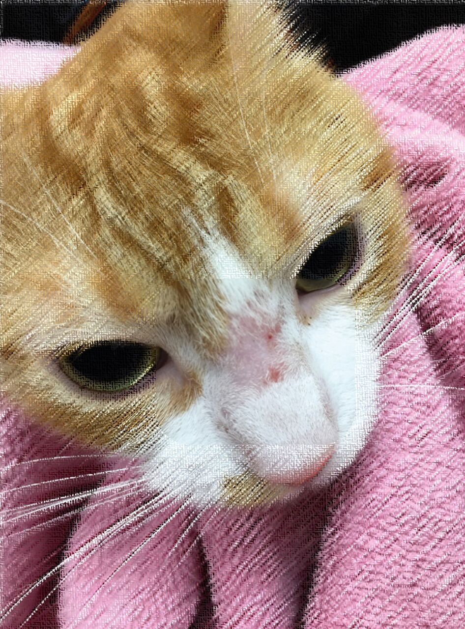 文献：猫] 猫のアトピー性症候群2021Nov. その2/3（PMID