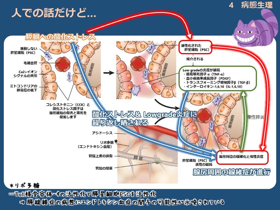 マニュアル2021：猫] 猫の膵炎 まとめ２（PMID: 33587762） : 動物医療 