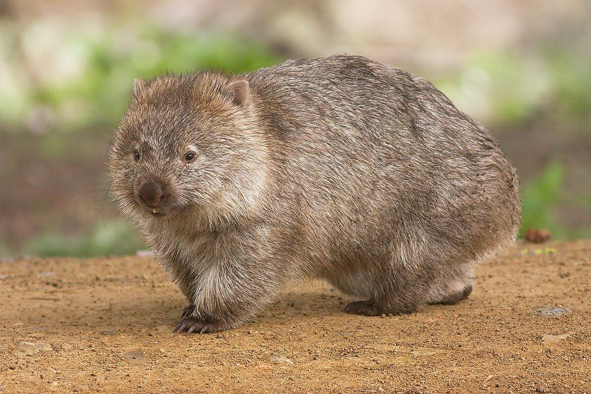 文献 ウォンバット ウンコ四角いの腸のつくりからそうできるっぽい Pmid 動物医療ジェネラリストのぼっちジャーナルクラブ 文献 ウォンバット ウンコ四角いの腸のつくりからそうできるっぽい Pmid 動物医療ジェネラリストのぼっちジャーナルクラブ