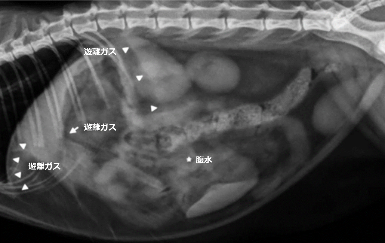 文献 犬猫 胃十二指腸潰瘍の病態生理学と疫学 Pmid 27841680 動物医療ジェネラリストのぼっちジャーナルクラブ