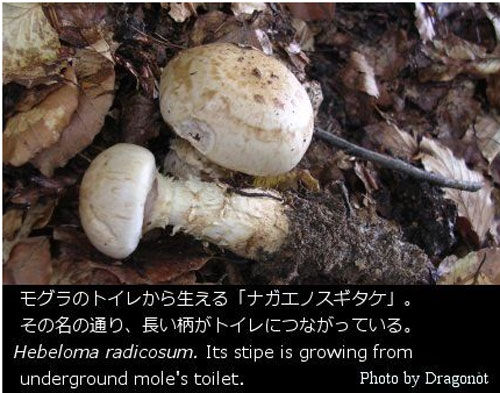 モグラのトイレから生えるキノコがあるらしい きのこファンのための はじめての菌類学 1 つんどく速報 電子書籍の感想 レビュー