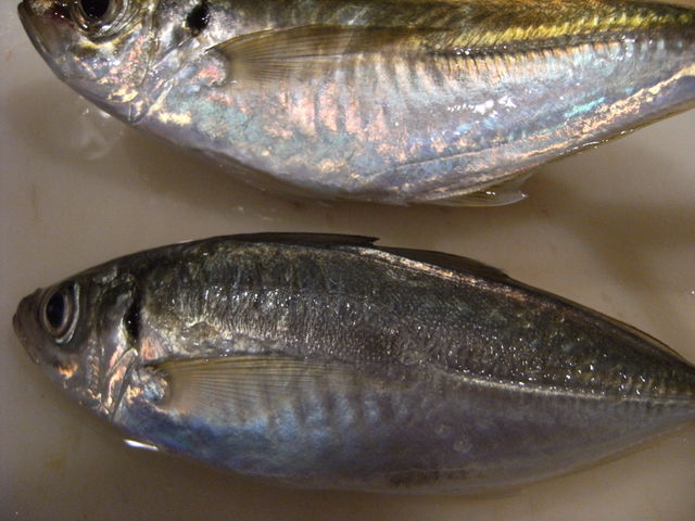 DSCF7926