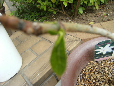 DSCF7371