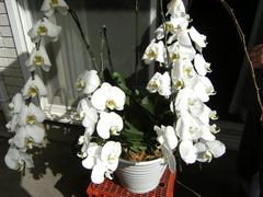 DSCF8115