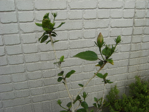 DSCF7370