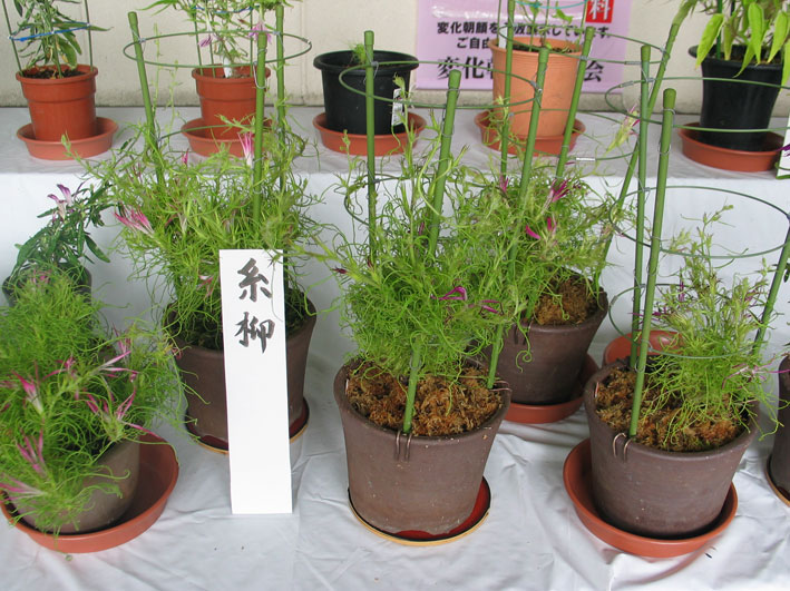 変化朝顔研究会 日比谷公園展示会 朝顔培養専門店 醜花園 変化朝顔研究会 日比谷公園展示会 朝顔培養専門店 醜花園
