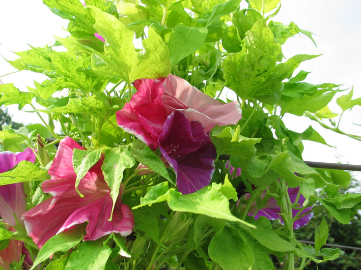 九州大学 朝顔観察会 朝顔培養専門店 醜花園