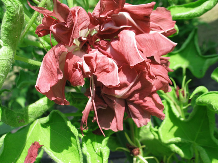 九州大学 朝顔観察会 朝顔培養専門店 醜花園