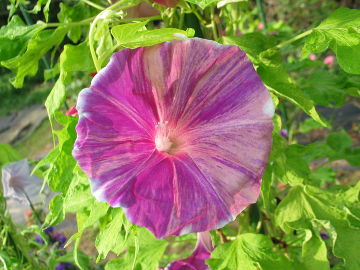 九州大学 朝顔観察会 朝顔培養専門店 醜花園