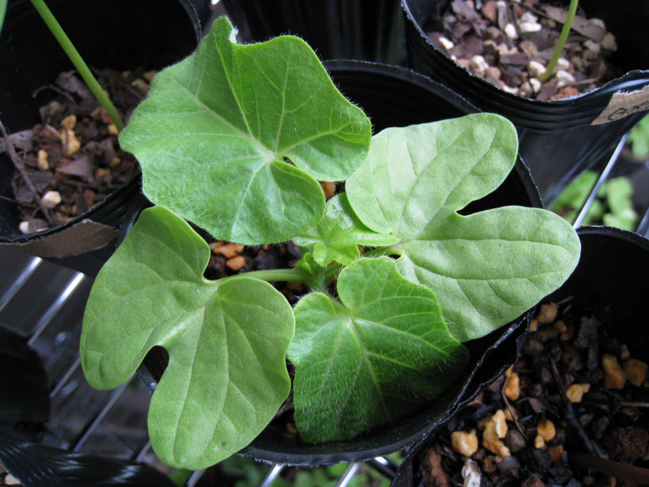 変化朝顔の本葉による鑑別 朝顔培養専門店 醜花園