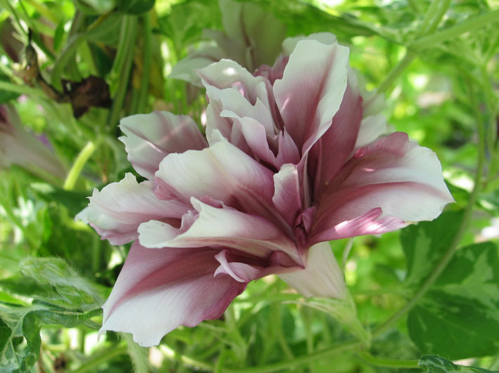 九州大学 朝顔観察会 朝顔培養専門店 醜花園