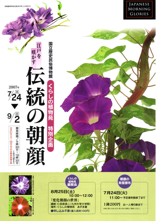 伝統の朝顔 朝顔培養専門店 醜花園