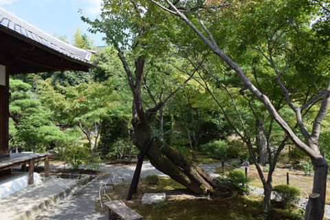 桜の古木