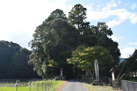 鎮守の森