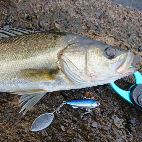 [画像:03fbd5f7-s.jpg]