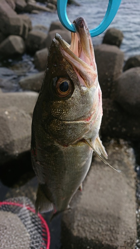 [画像:0aa3d3e9-s.jpg]