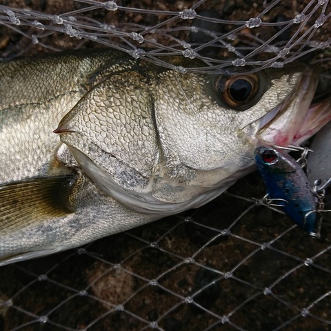 [画像:20ccba4e-s.jpg]