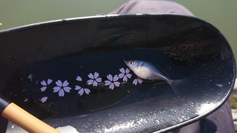 [画像:2448318c-s.jpg]