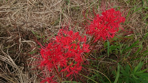 [画像:25054801-s.jpg]