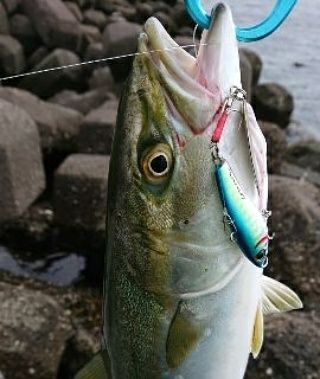 [画像:3689d322.jpg]